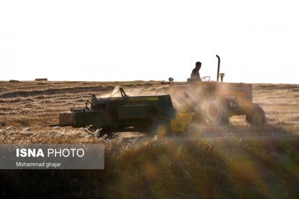 شروع برداشت گندم در سیستان و بلوچستان