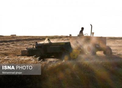 شروع برداشت گندم در سیستان و بلوچستان