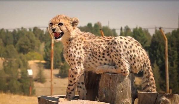پیروز تا کی در تهران می ماند؟